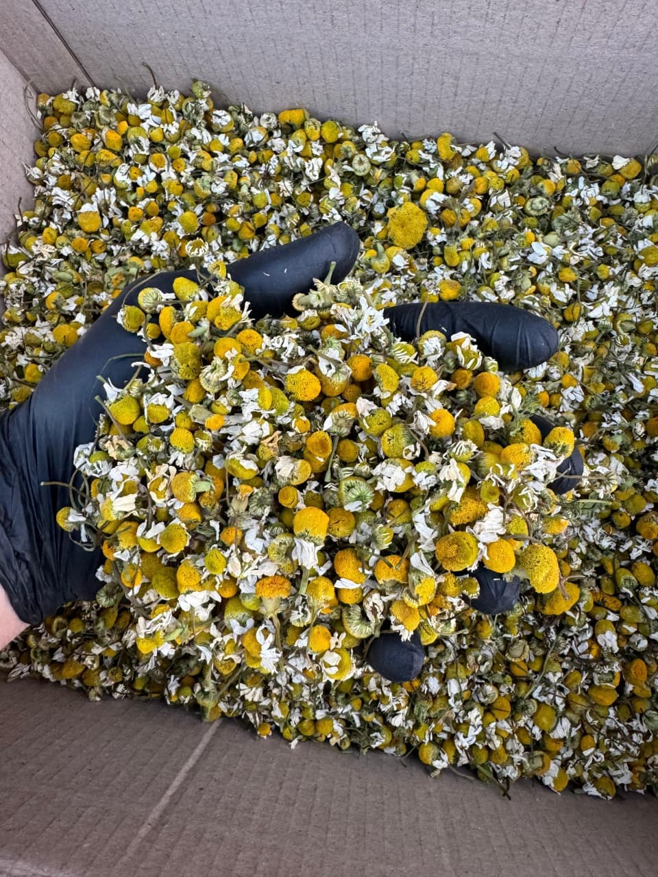 Organic Herbs Farming