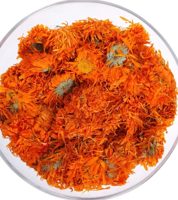 Calendula