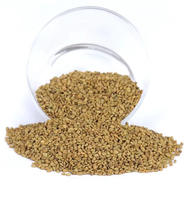 Fenugreek