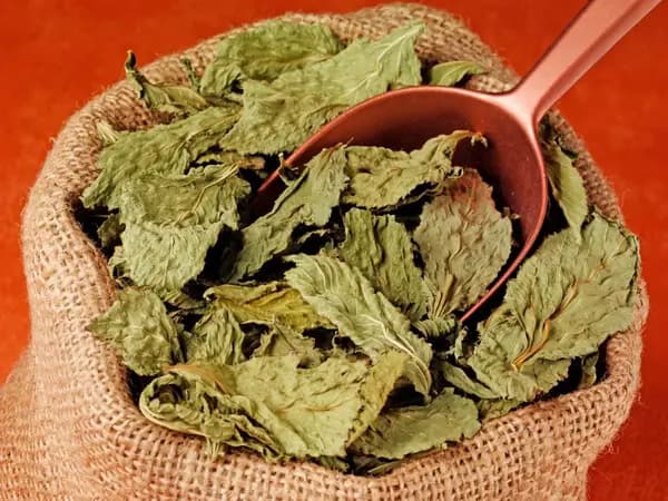 Meloukhia (Jew's Mallow)